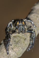 Hyllus