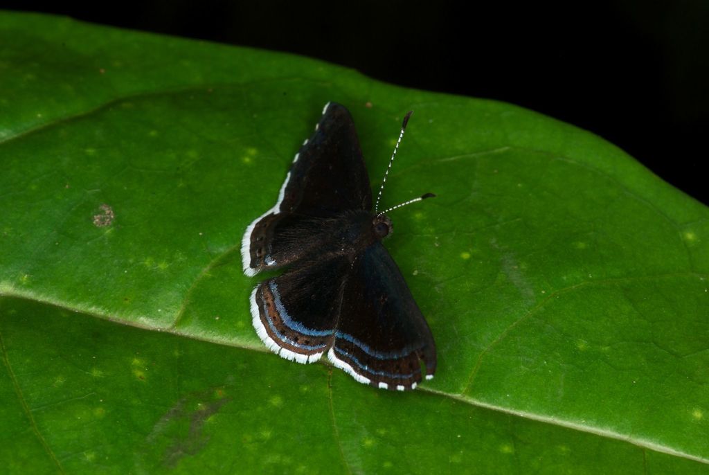 Detritivora matic