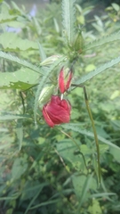 Pentapetes phoenicea