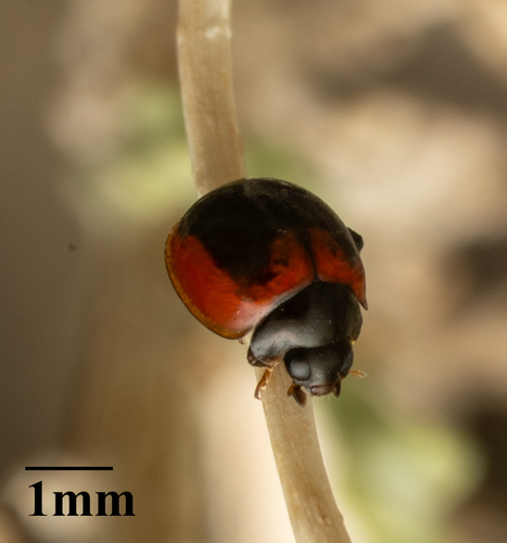 Exochomus subrotundus photo 2