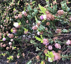 Melaleuca nesophila