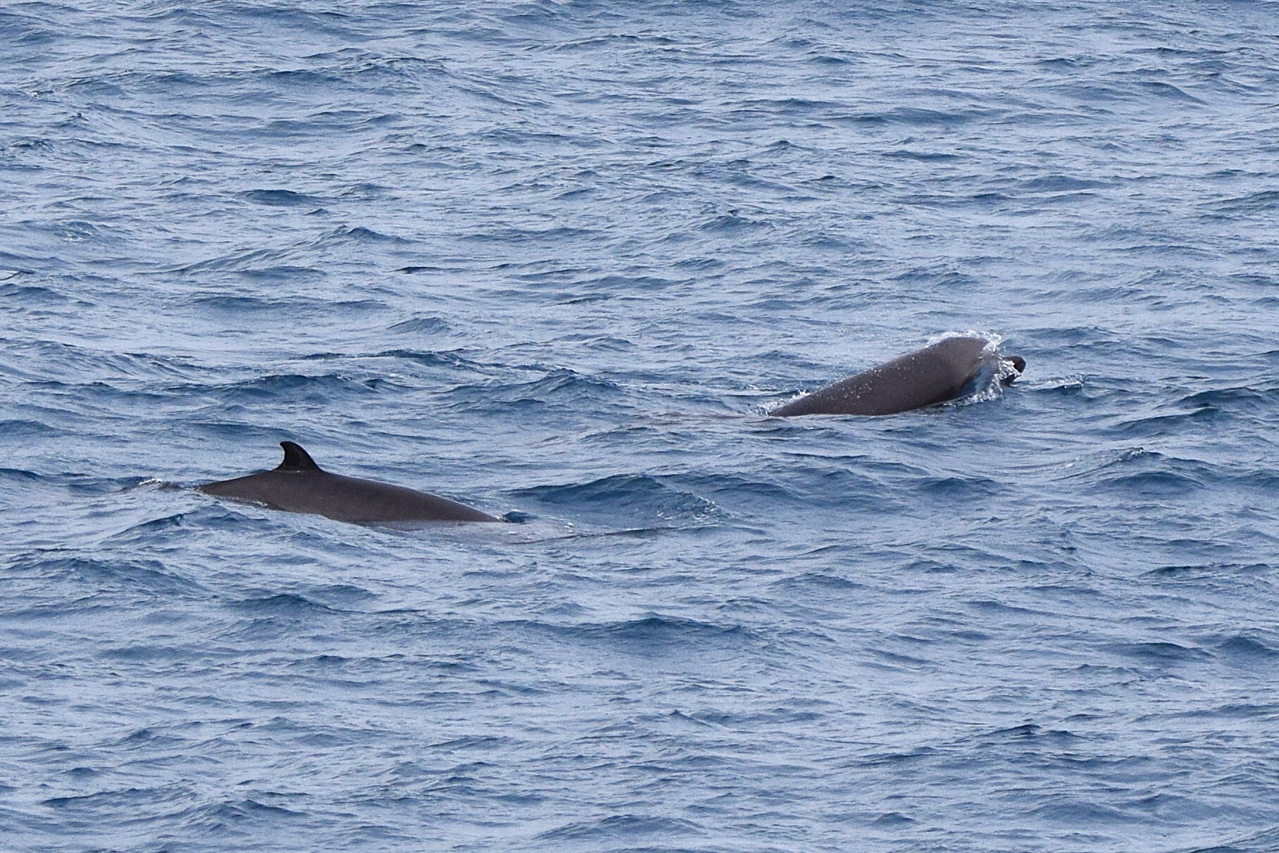 Hyperoodon ampullatus