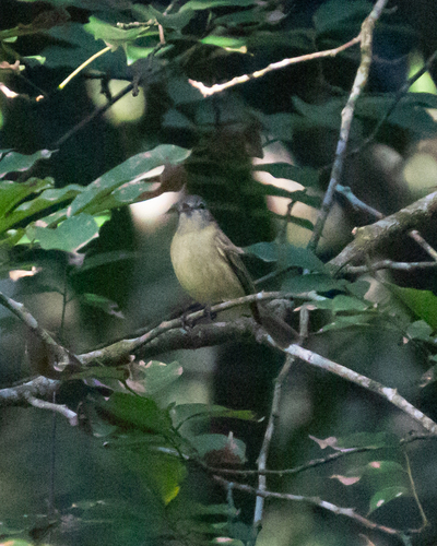 Rough-legged Tyrannulet (Acrochordopus burmeisteri), photo 7