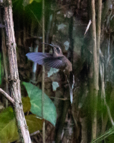 Dusky-throated Hermit (Phaethornis squalidus)