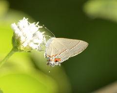 Electrostrymon hugon