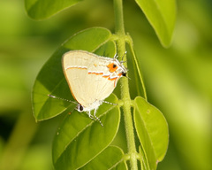 Electrostrymon hugon