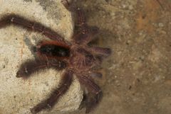 Avicularia hirschii