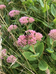 Bombus vagans bolsteri