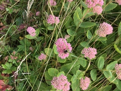Bombus vagans bolsteri