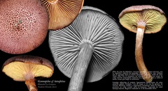 Gymnopilus luteofolius