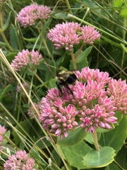 Bombus vagans bolsteri