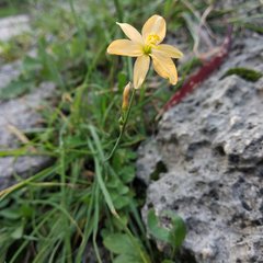 Echeandia flavescens