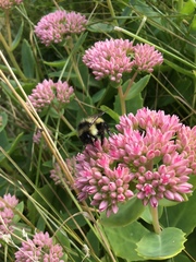 Bombus vagans bolsteri