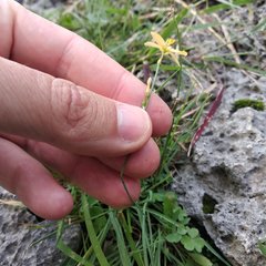 Echeandia flavescens