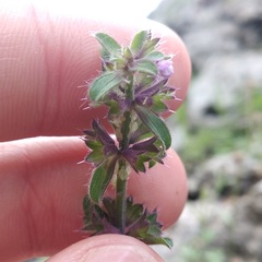 Stachys keerlii