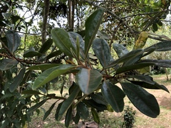 Myrsinoideae