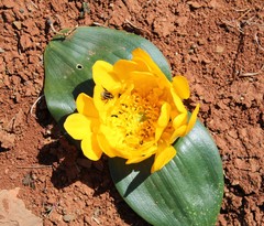 Daubenya aurea