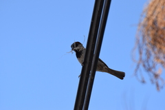 Passer domesticus