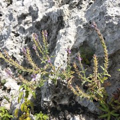 Verbena gracilis