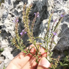 Verbena gracilis