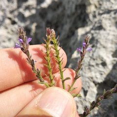 Verbena gracilis