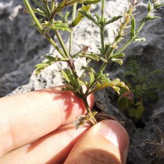 Verbena gracilis