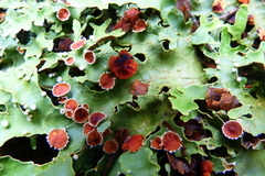 Pseudocyphellaria homoeophylla