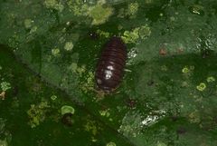 Circoniscus ornatus