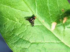 Rhagoletis cerasi