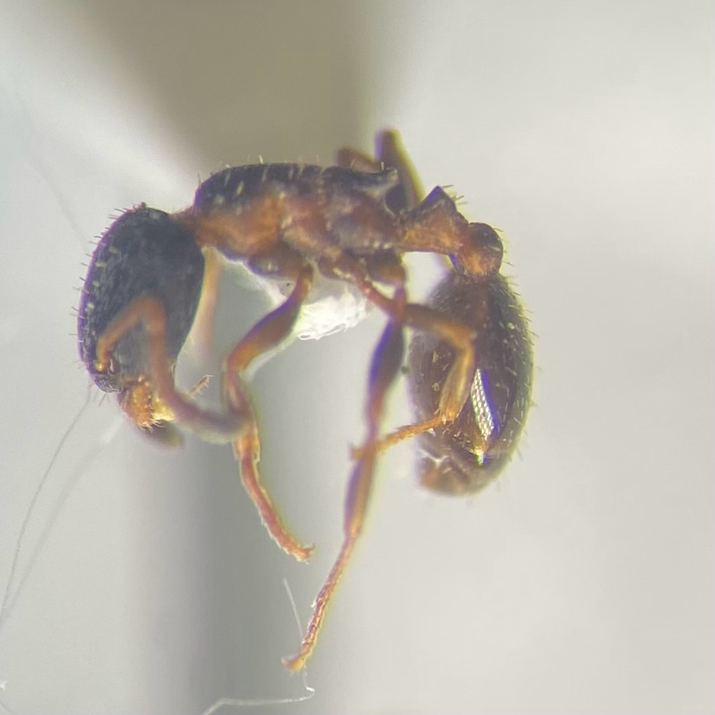 Leptothorax faberi