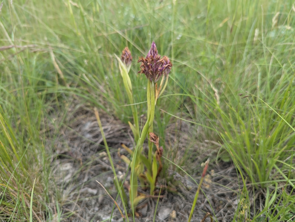 Anacamptis × laniccae