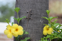Sceloporus clarkii