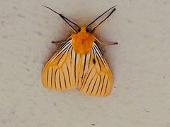 Pseudischnocampa nervosa