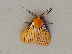 Pseudischnocampa nervosa