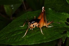 Apotetamenus amazonae