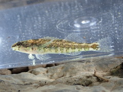 Etheostoma zonale