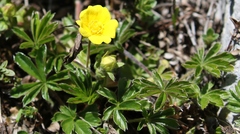 Potentilla rigoana