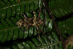 Macropophora trochlearis