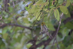 Auriparus flaviceps