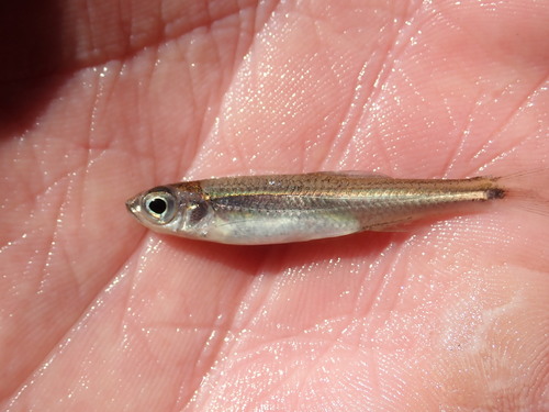 Popeye shiner (Notropis ariommus) — Cyprinidae — 4