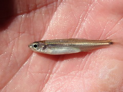 Notropis ariommus