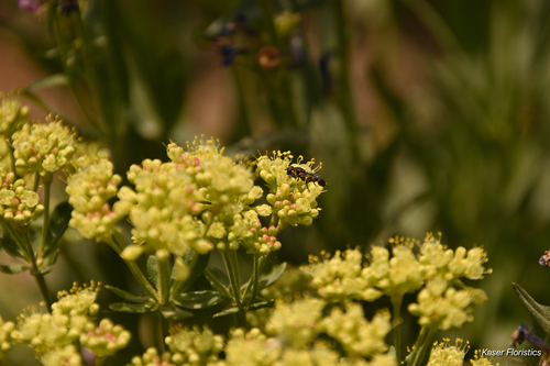 Unknown species found near Disney Dr, Idaho Falls, ID, US