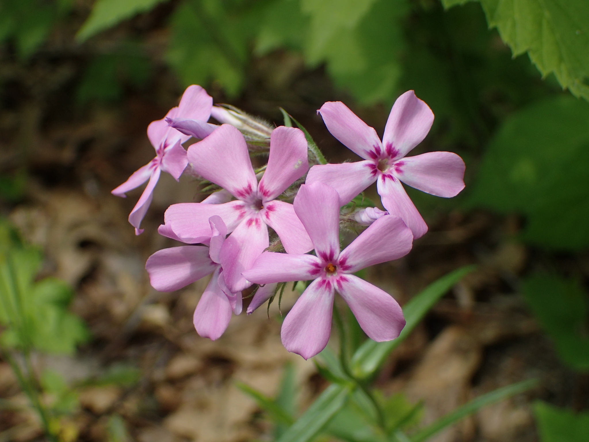 Phlox pilosa