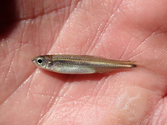 Notropis ariommus