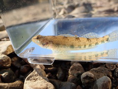 Spangled Darter photo 5