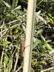 Schistocerca rubiginosa