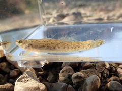 Etheostoma nigripinne