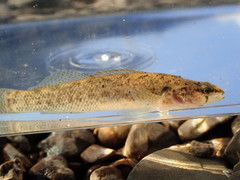 Etheostoma nigripinne