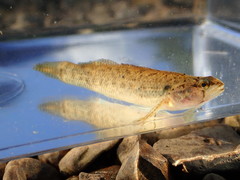 Etheostoma nigripinne