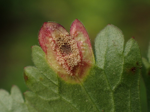Puccinia polygoni-amphibii